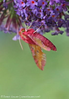 Small Elephant Hawk-moth