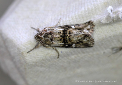 Toadflax Brocade