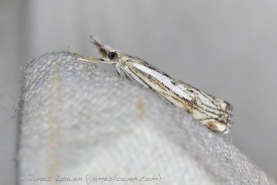 Catoptria falsella