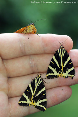 Jersey Tiger