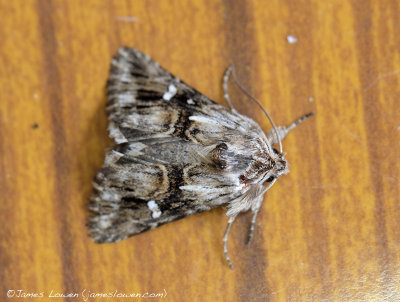 Toadflax Brocade