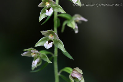 Broad-leaved Helleborine