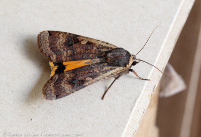 Large Yellow Underwing