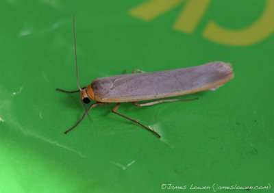 Scarce Footman