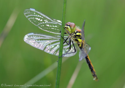 Black Darter