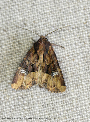 Common Rustic agg