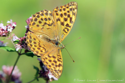 *NEW* Silver-washed Fritillary