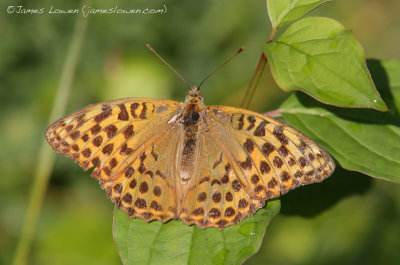 *NEW* Silver-washed Fritillary