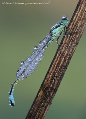 *NEW* Blue-tailed Damselfly