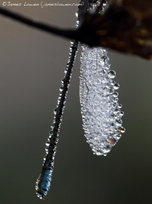 *NEW* Small Red-eyed Damselfly