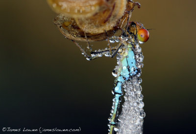 *NEW* Small Red-eyed Damselfly