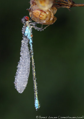 *NEW* Small Red-eyed Damselfly