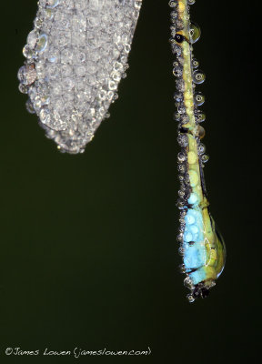 *NEW* Small Red-eyed Damselfly