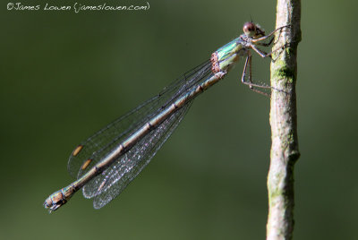 Willow Emerald Damselfly