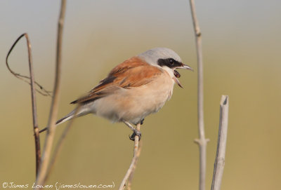 Red-backed Shrike