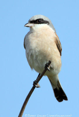 Red-backed Shrike