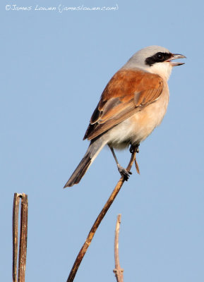 Red-backed Shrike