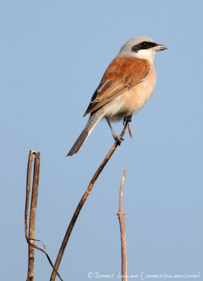 Red-backed Shrike