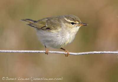 Arctic Warbler