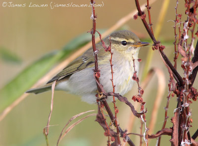 Arctic Warbler