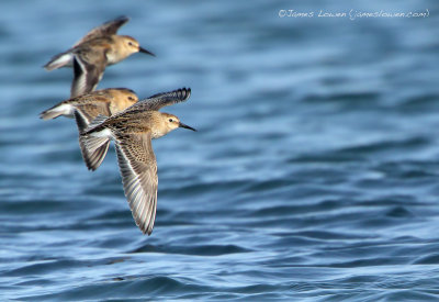 Dunlin