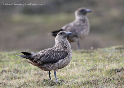 *NEW* Great Skua