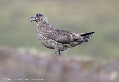*NEW* Great Skua