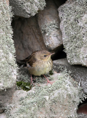 Lanceolated Warbler