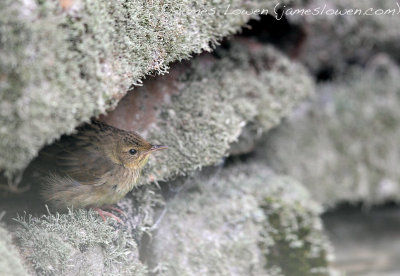 Lanceolated Warbler