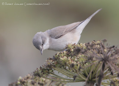 blythi Lesser Whitethroat