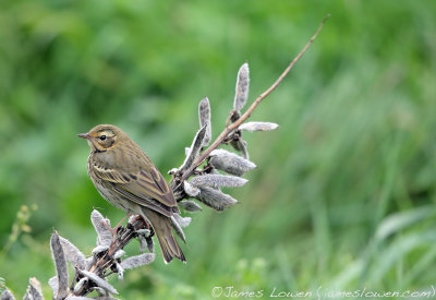 Olive-backed Pipit