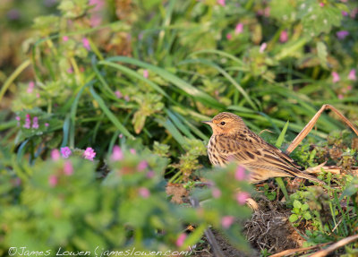 Red-throated Pipit