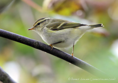 Yellow-browed Warbler