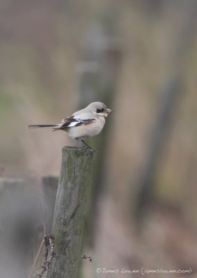 Steppe Grey Shrike