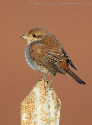 Red-backed Shrike