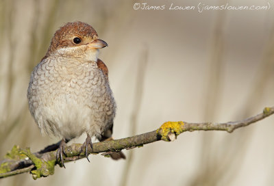 Red-backed Shrike