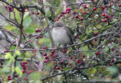 Isabelline Shrike