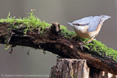 Nuthatch