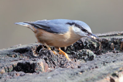 Nuthatch