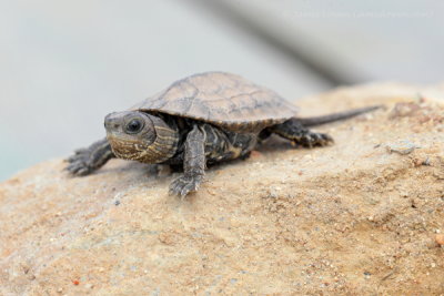 Balkan Terrapin