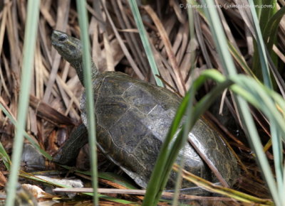 Balkan Terrapin