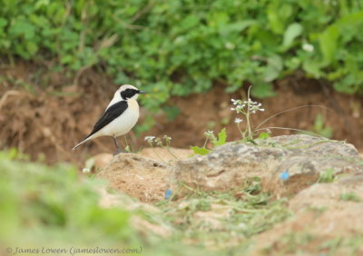 Black-eared Wheatear