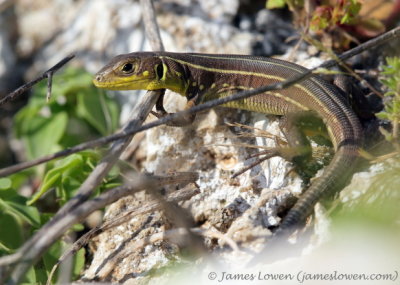 Balkan Green Lizard