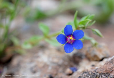 Blue Pimpernel