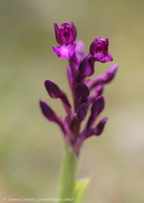 Bory's Orchid