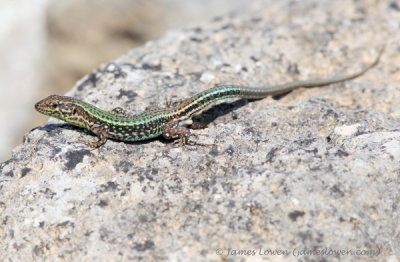 Cretan Wall Lizard
