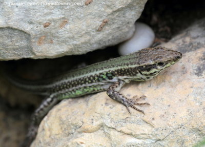 Cretan Wall Lizard