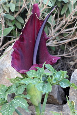 Dragon Arum