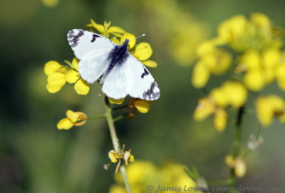 Eastern Dappled White