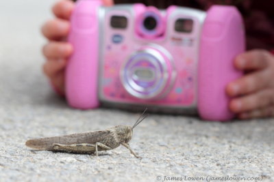 Egyptian Grasshopper